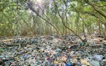 Philippines : dans la baie de Manille, les dernières forêts de mangrove étouffent sous le plastique