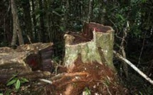 ​Trafic de bois de rose en Casamance: la Suisse ouvre une procédure pour crime de guerre