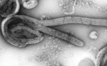 Au Ghana, les premiers cas du virulent virus Marburg sont confirmés