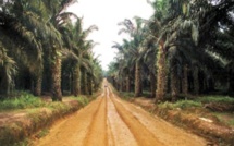 Opération de reboisement au Sénégal : 50 000 palmiers à huile reboisés en Casamance