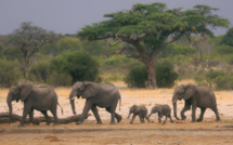 Zimbabwe: les éléphants migrent de plus en plus à cause du changement climatique