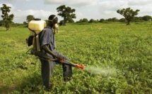 Environnement: L’agriculture sénégalaise utilise près de 5.000 tonnes de pesticides par an, selon un expert