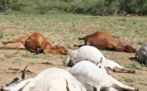 Abéné : mystère autour de la mort de plusieurs bœufs