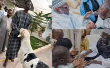 Fête de la Tabaski : Ousmane Sonko distribue des moutons à des chefs religieux
