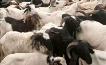 Bilan de l'opération Tabaski 2024 : sur un total de 810 mille moutons seuls 38 mille sont invendus (président de la maison des éleveurs)