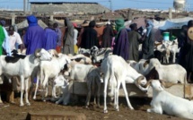 ​Fortes pluies : les moutons se meurent dans les foirails