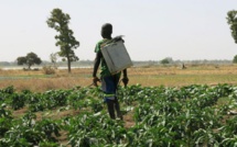 Projet Agri-Jeunes : 250 jeunes bénéficient d’un financement de 192 millions de F CFA