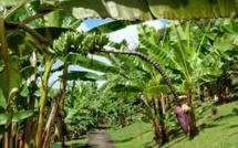 Victime des changements climatiques : Les producteurs de bananes de Tamba  lancent un cri du cœur 