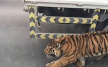 Un tigre dans les rues de Doha