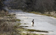 Trente ans après la catastrophe, la nature reprend ses droits à Tchernobyl