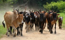 ​Vol de bétail dans le Balantacounda : Les éleveurs en rogne veulent se faire justice 